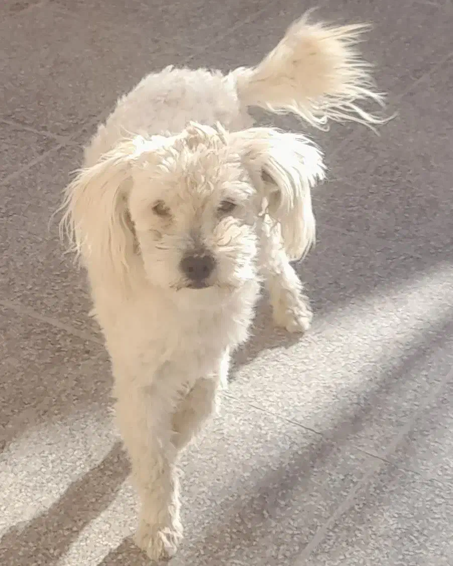 یک قلاده سگ نر|سگ|زرند, |دیوار