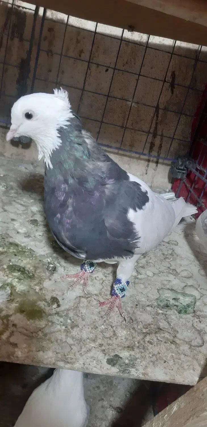 کبوتر طوقی|پرنده|تهران, شهرک شریفی|دیوار