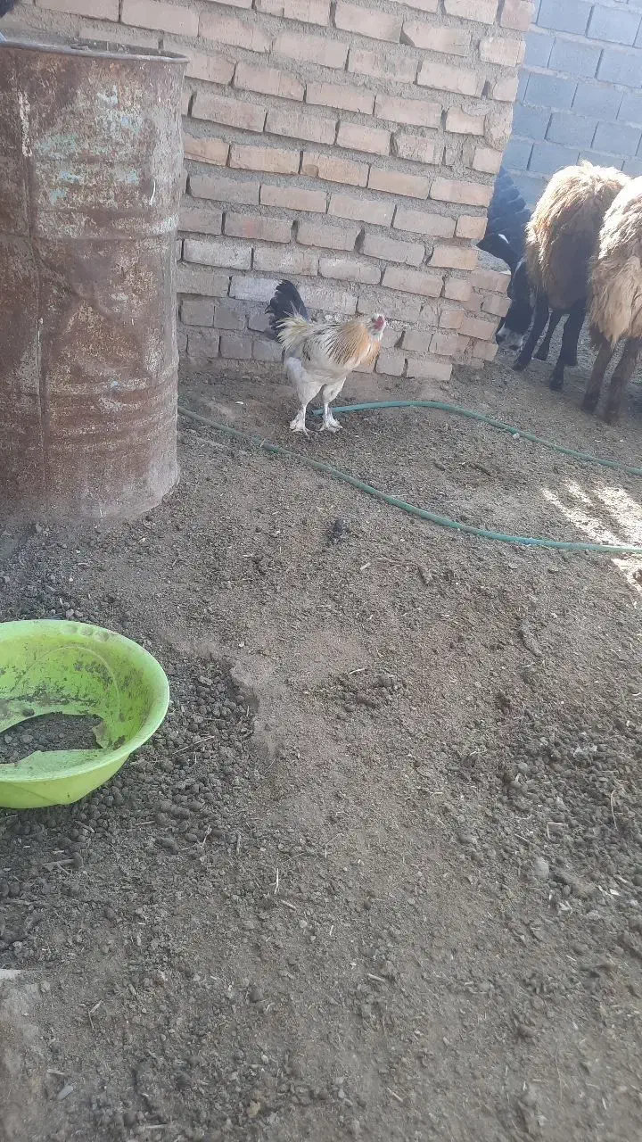 خروس برهما|حیوانات مزرعه|تایباد, |دیوار