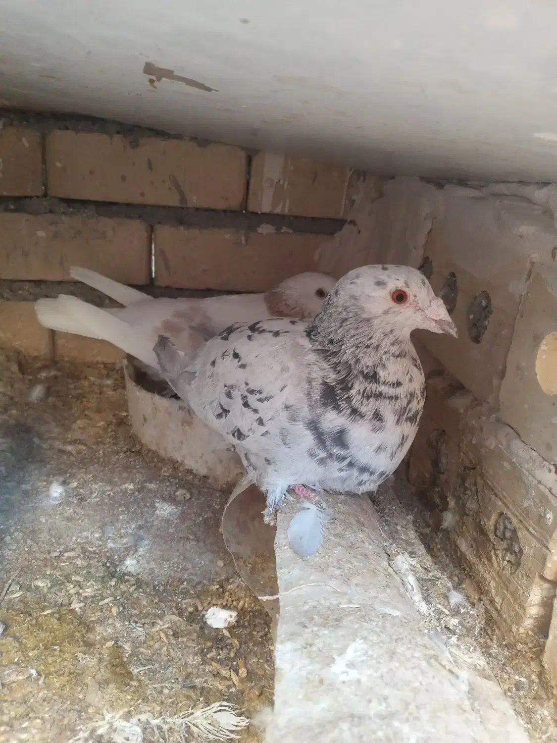 کفتر سار|پرنده|رادکان, |دیوار