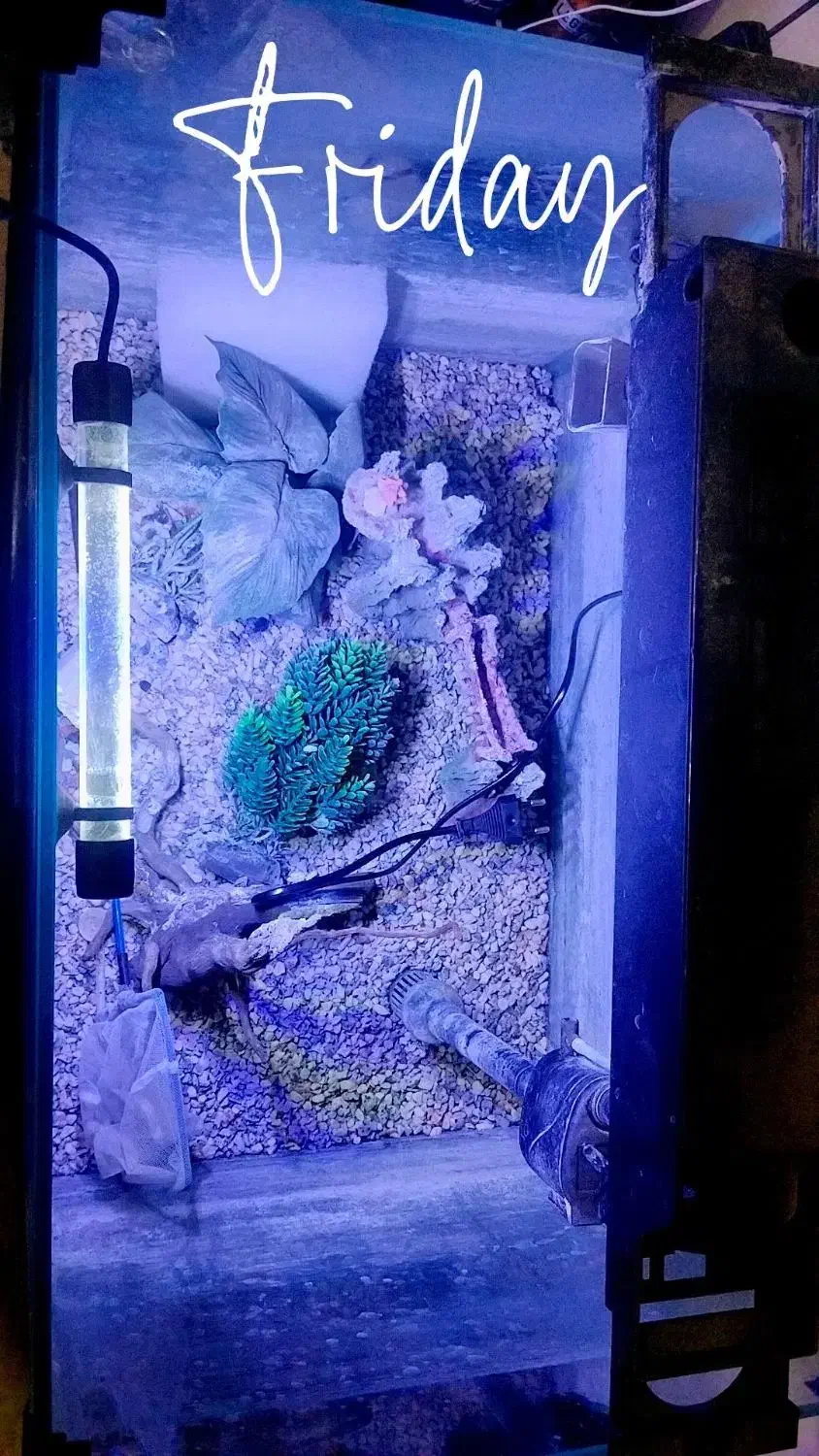 آکواریوم شیشه خم|ماهی|پاکدشت, پاکدشت (مامازند)|دیوار