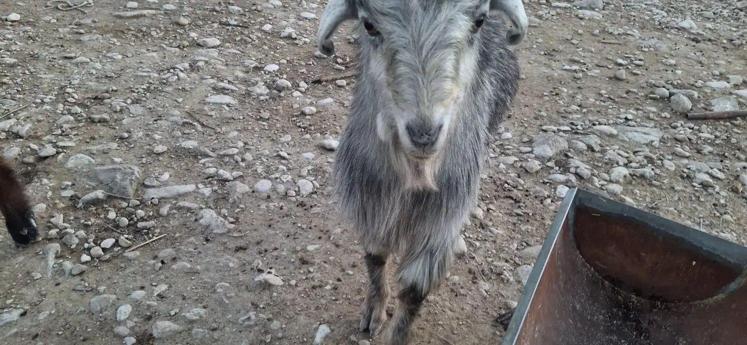 فروش کهره تخمی ترکی|حیوانات مزرعه|علامرودشت, |دیوار