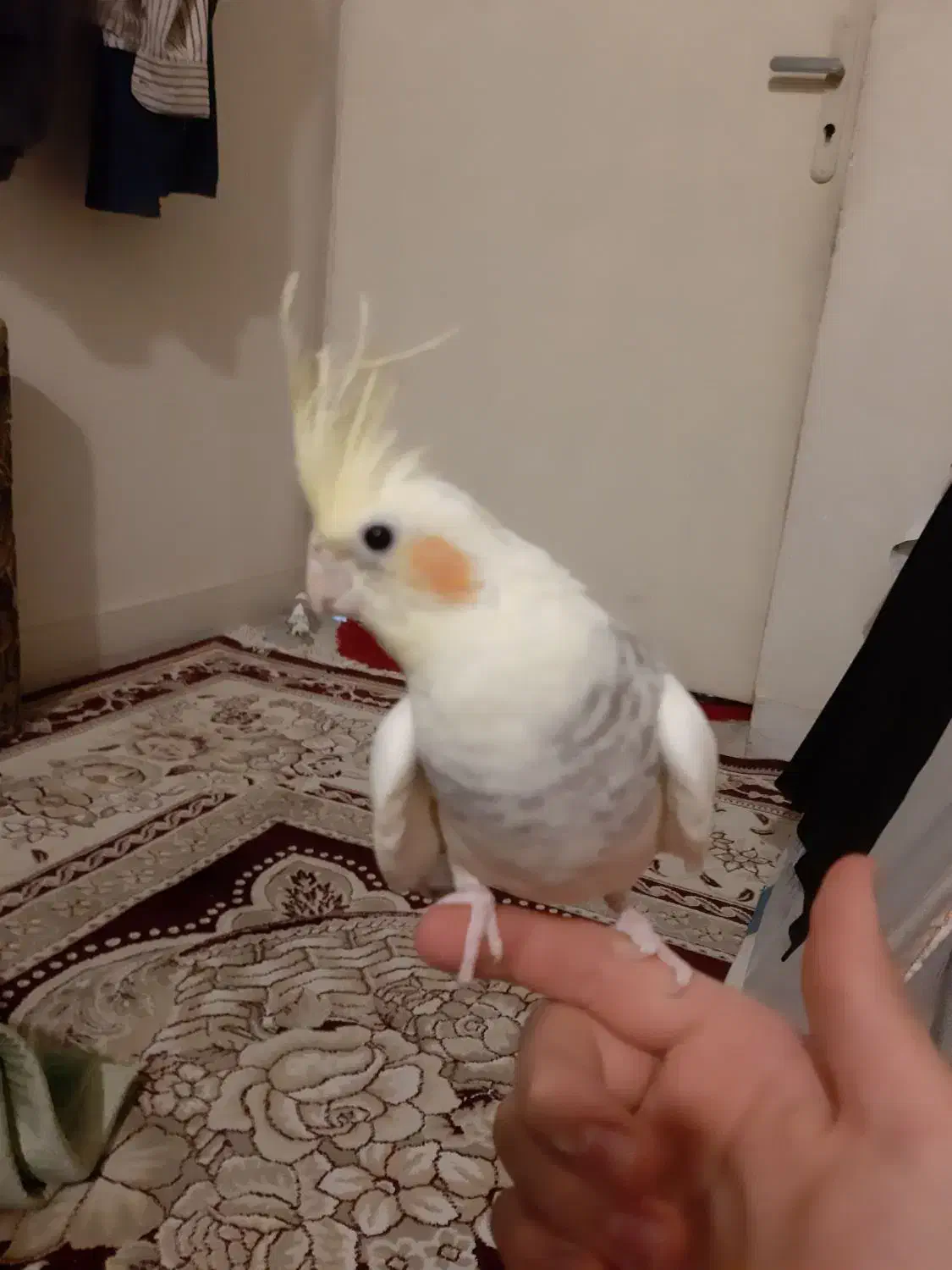 سلام  عروس هلندی  جدید بسیار  زیبا موجود شده|پرنده|شیراز, گل سرخ|دیوار