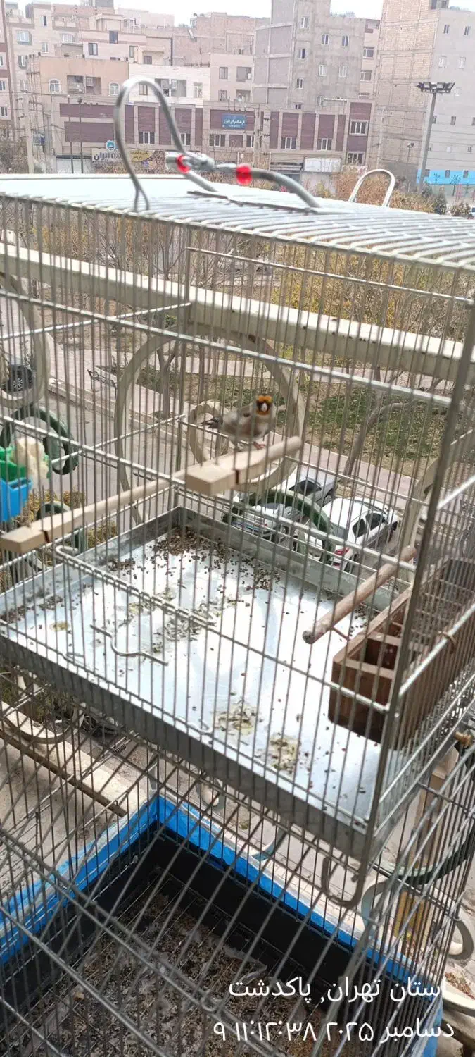 سهره|پرنده|پاکدشت, پاکدشت (مامازند)|دیوار