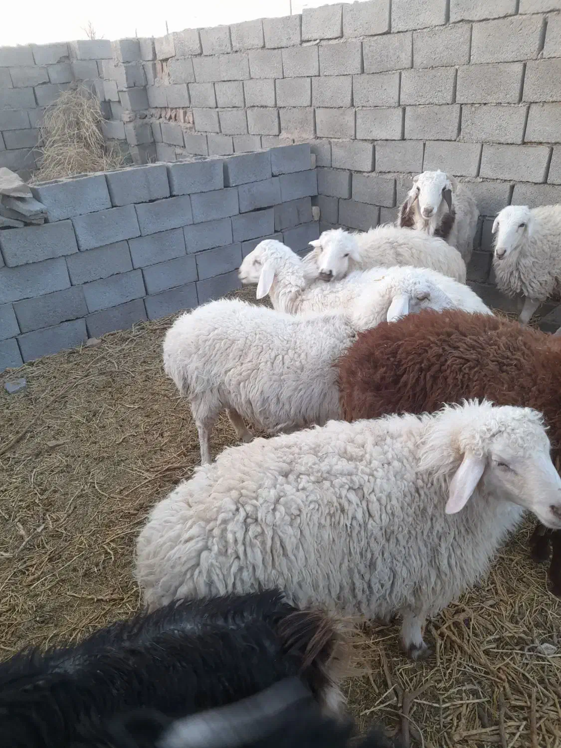 بره.بزغاله.میش چاق فروشی|حیوانات مزرعه|سده (خراسان جنوبی), |دیوار