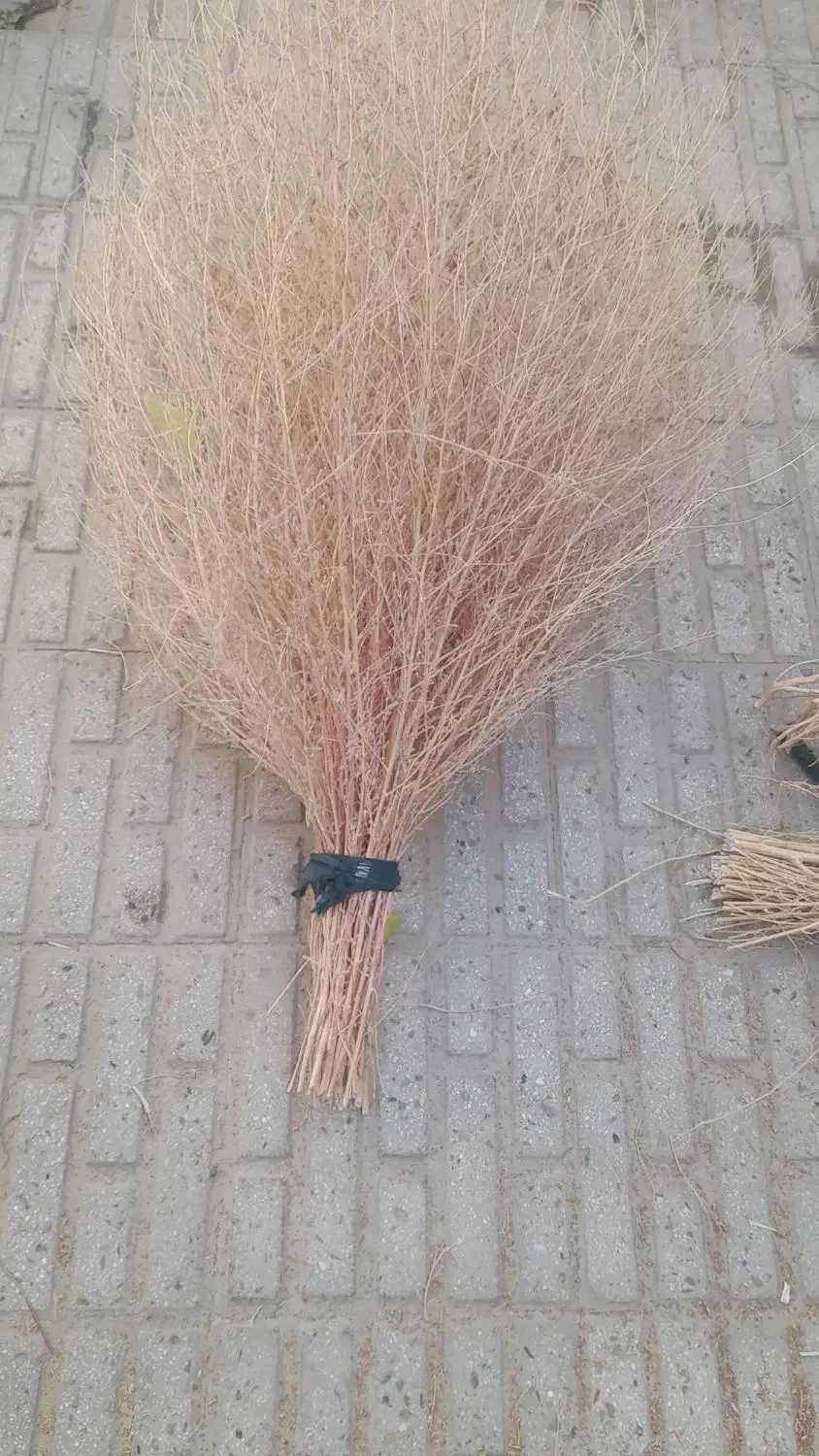جارو(گزی باخی)|جاروبرقی، جارو شارژی، بخارشو|روانسر, |دیوار