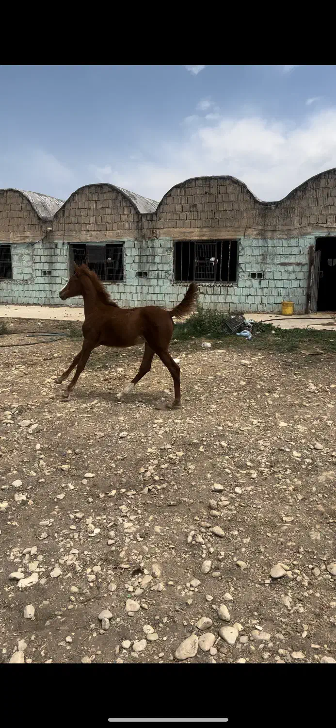 کره مادیون درشوری دنیای خون دمگیر|اسب و تجهیزات اسبسواری|یاسوج, |دیوار