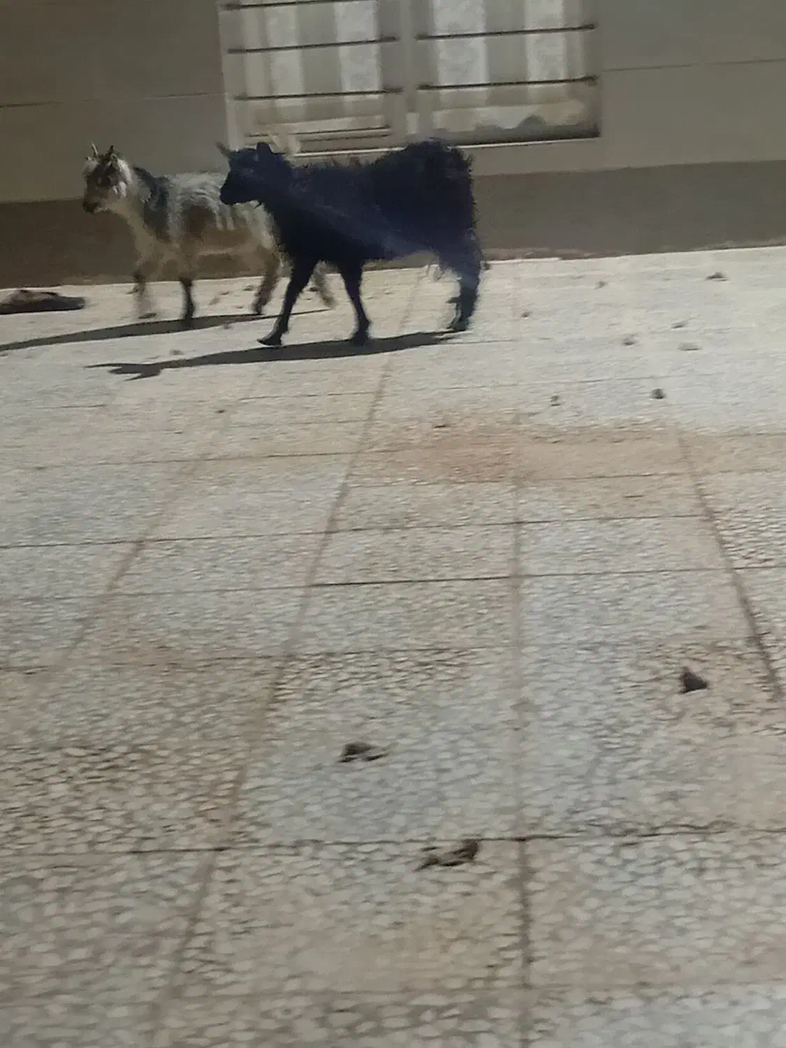 فروش ۲ عدد کره محلی|خوردنی و آشامیدنی|زرند, |دیوار