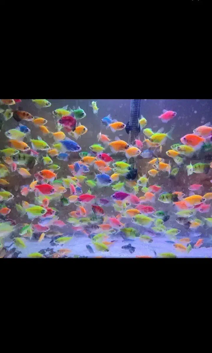 ماهی زینتی|ماهی|سبزوار, پیام|دیوار