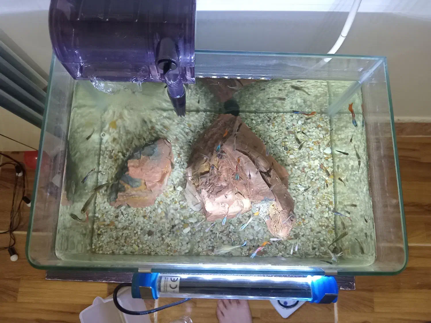 ماهی گوپی|ماهی|لنگرود, |دیوار