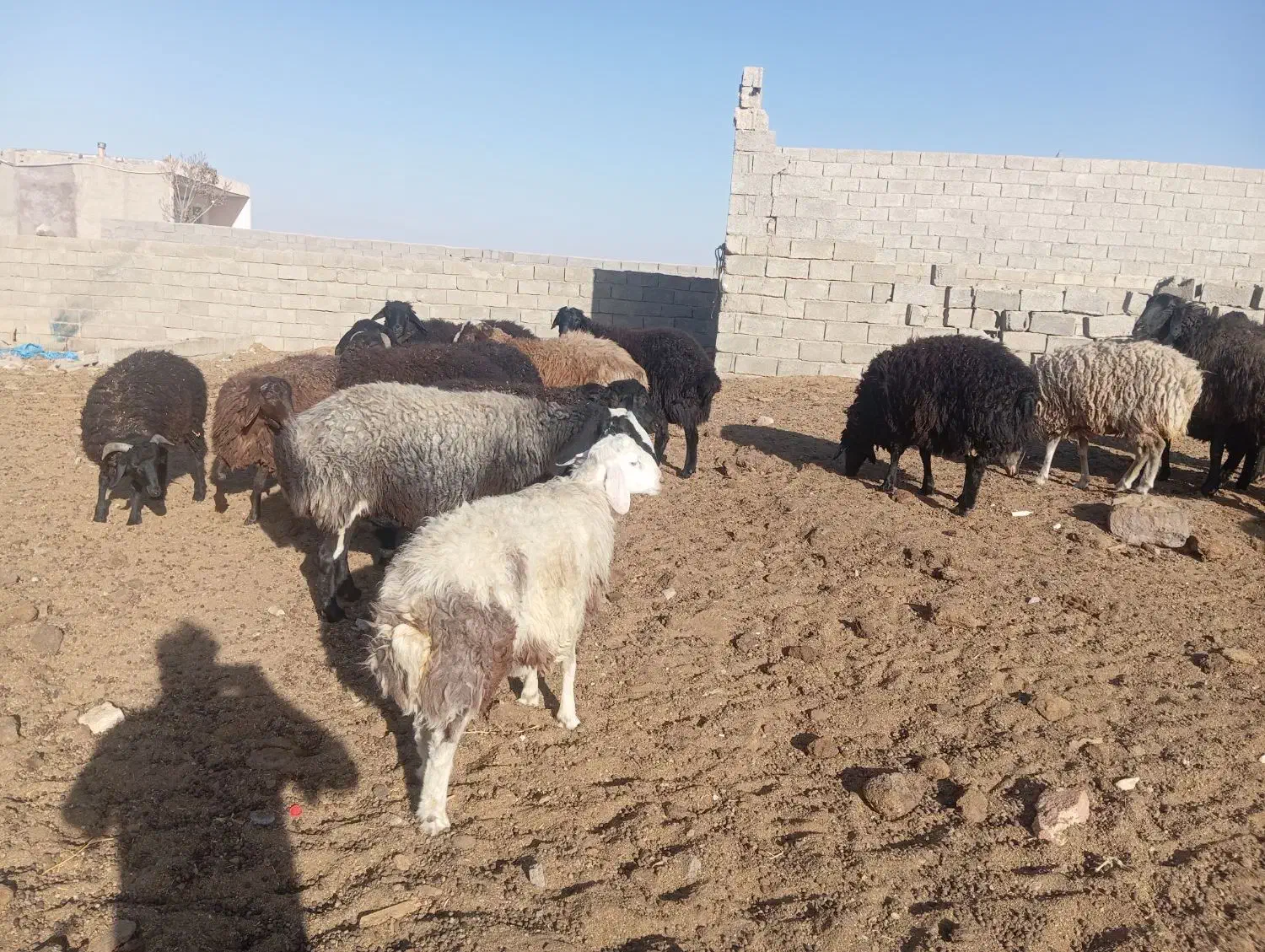 بره چاق پلواری فروشی|حیوانات مزرعه|تهران, امیریه|دیوار