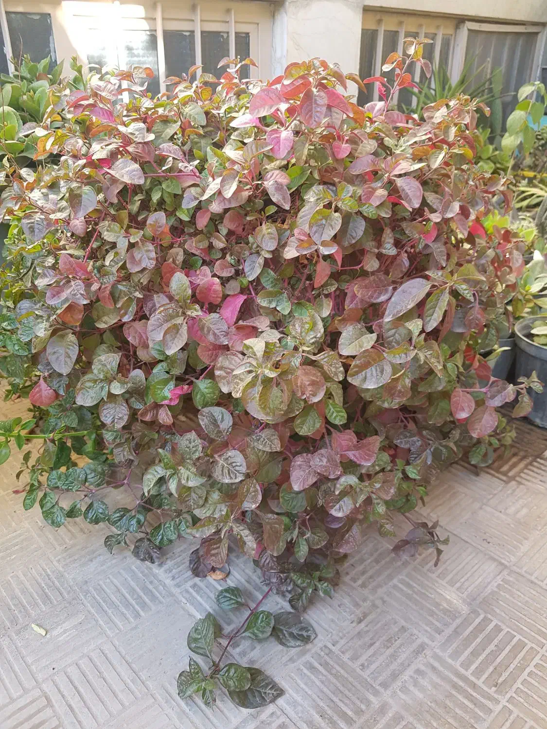 گل.   گل.   گل.|گل مصنوعی|یزد, |دیوار