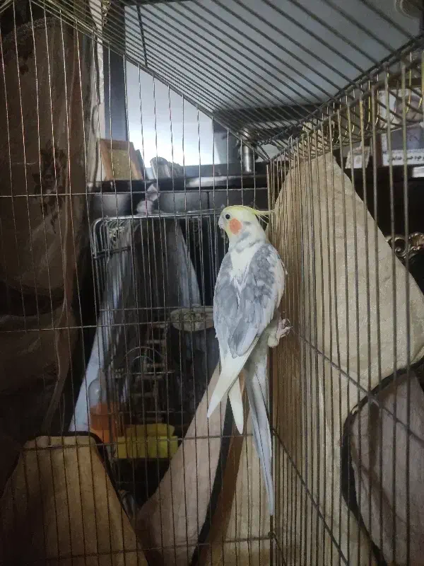 عروس هلندی|پرنده|فردیس, سپید دشت|دیوار