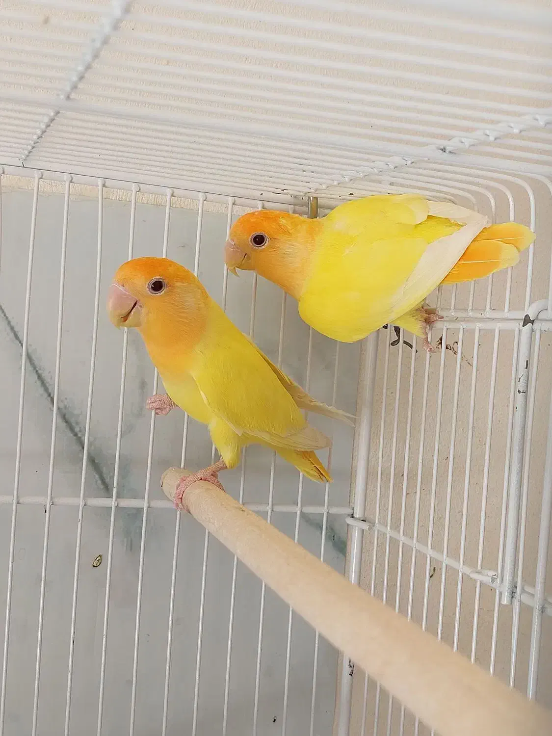 پرورش دهنده کوتوله وفیشر،خدادوست لار|پرنده|بندرعباس, |دیوار