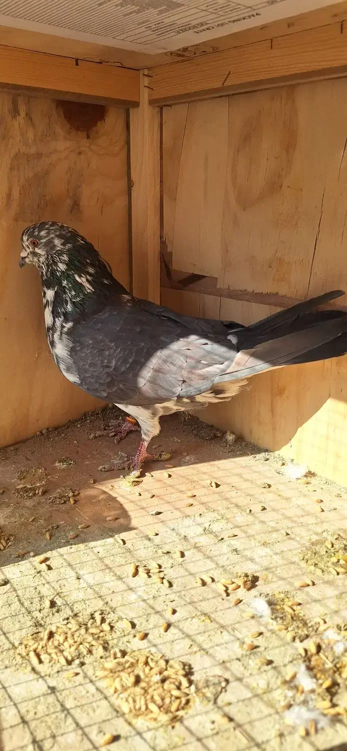 ۶ عدد کفتر عالی|پرنده|بومهن, |دیوار