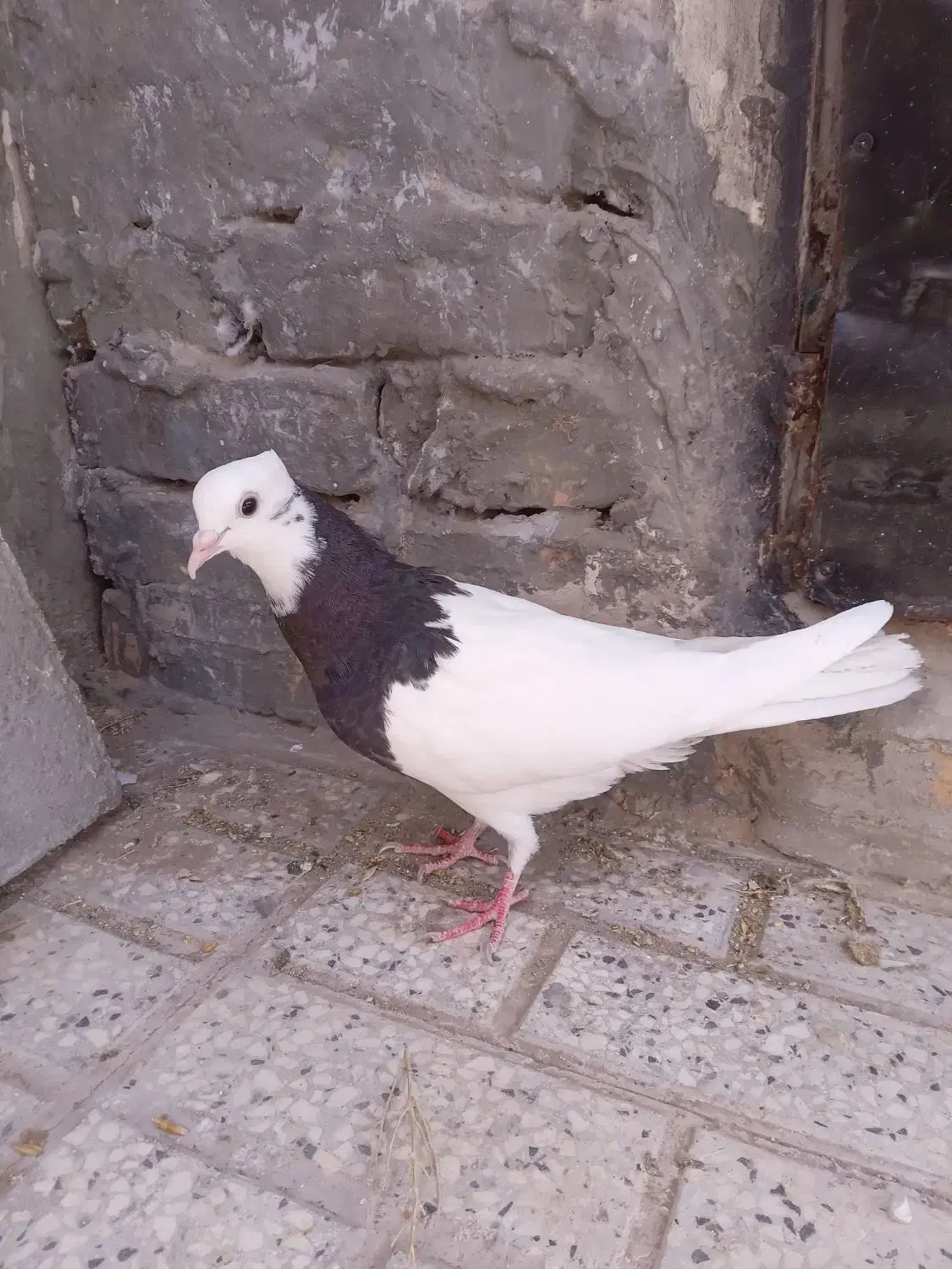 طوقی|پرنده|تربت‌حیدریه, باغ سلطانی|دیوار
