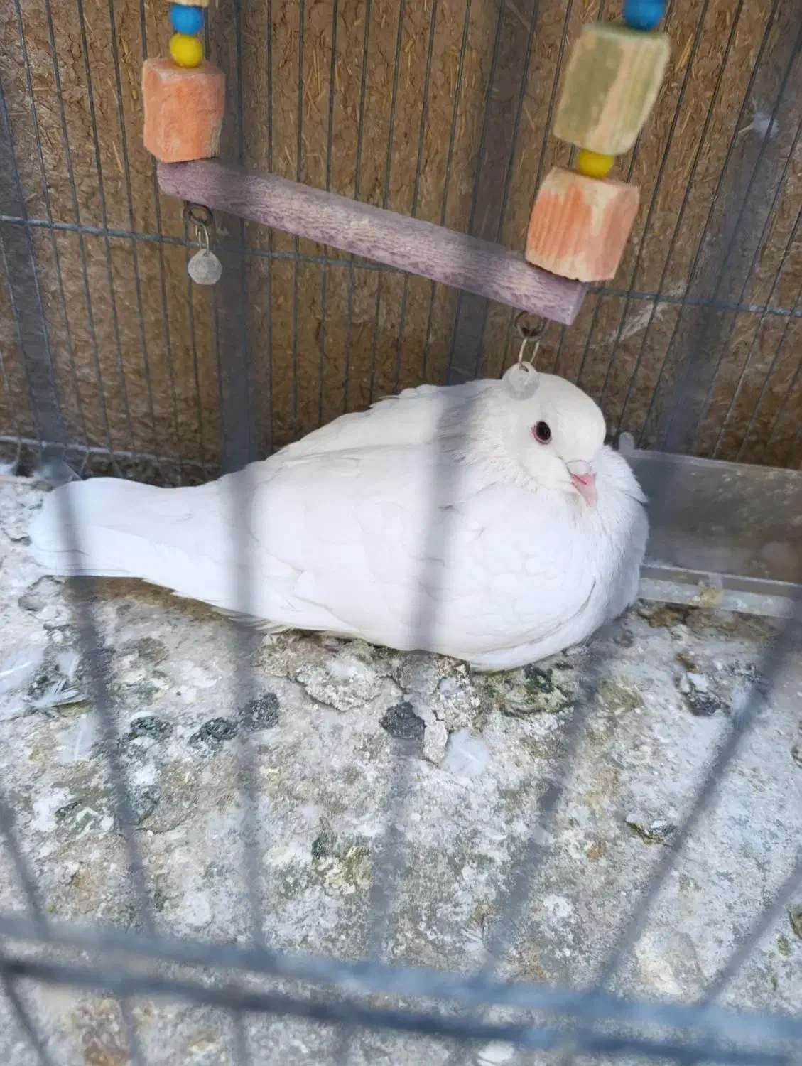 کبوتر کله اردکی سفید|پرنده|قم, در بهشت|دیوار