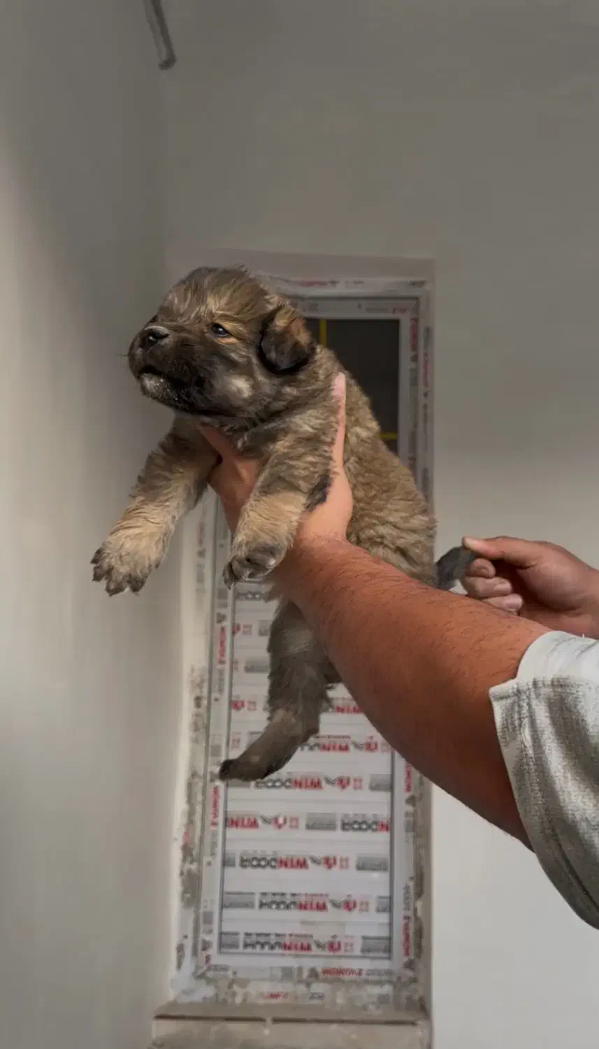 سرابی درشت|سگ|کرج, کمال‌شهر|دیوار