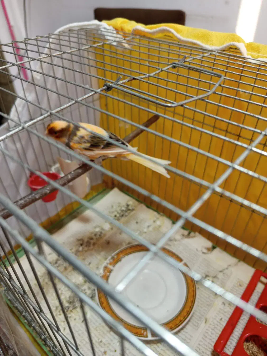 قناری نر مست آماده جفت|پرنده|رشت, فلسطین|دیوار