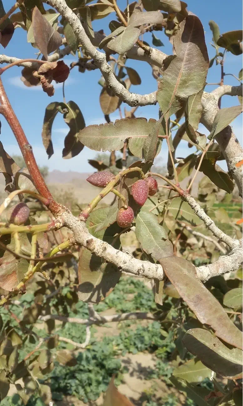 باغ پسته|فروش زمین و ملک کلنگی|بناب, |دیوار