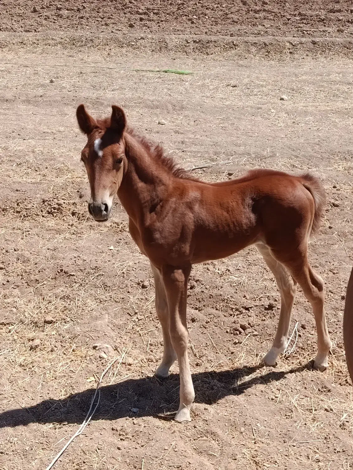 اسب|اسب و تجهیزات اسبسواری|طرهان, |دیوار