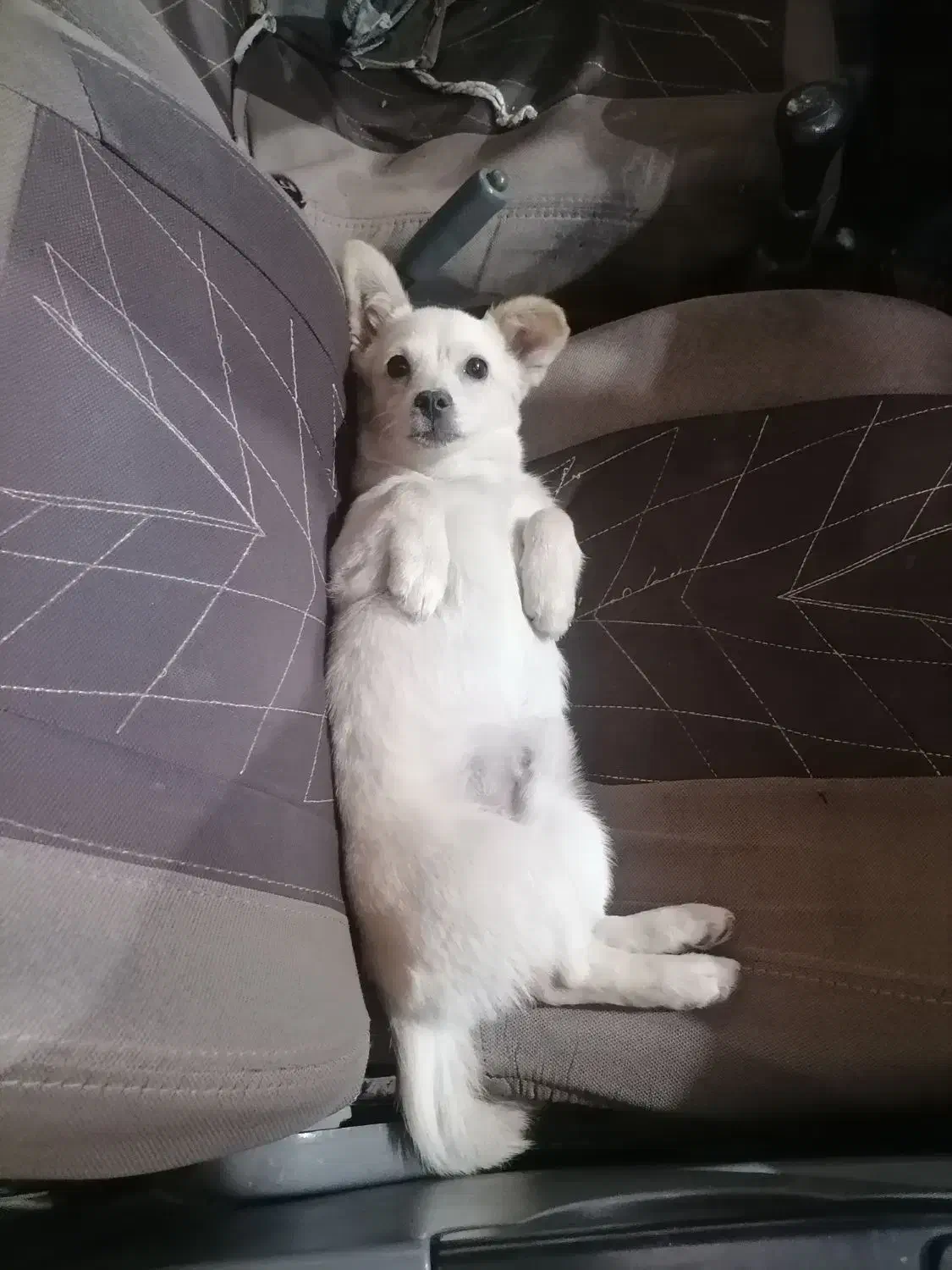 واگذاری سگ|سگ|کرمان, |دیوار