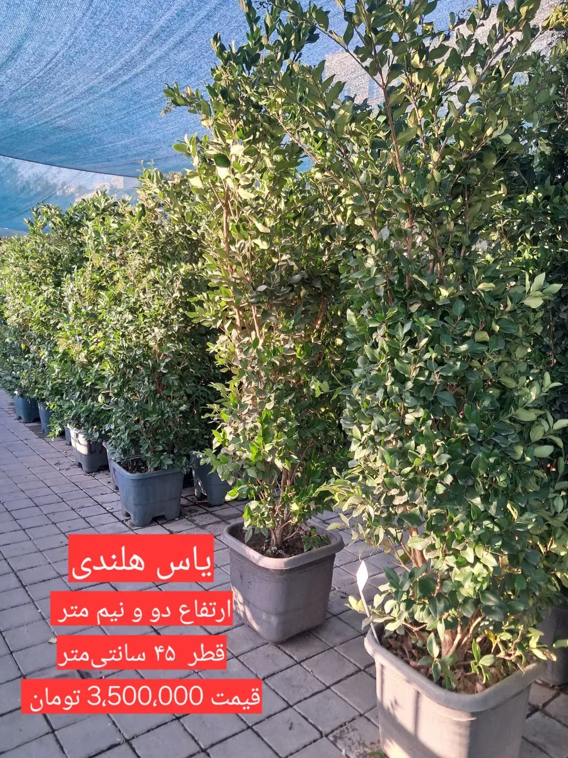 یاس هلندی|گل و گیاه طبیعی|تهران, مجیدیه|دیوار