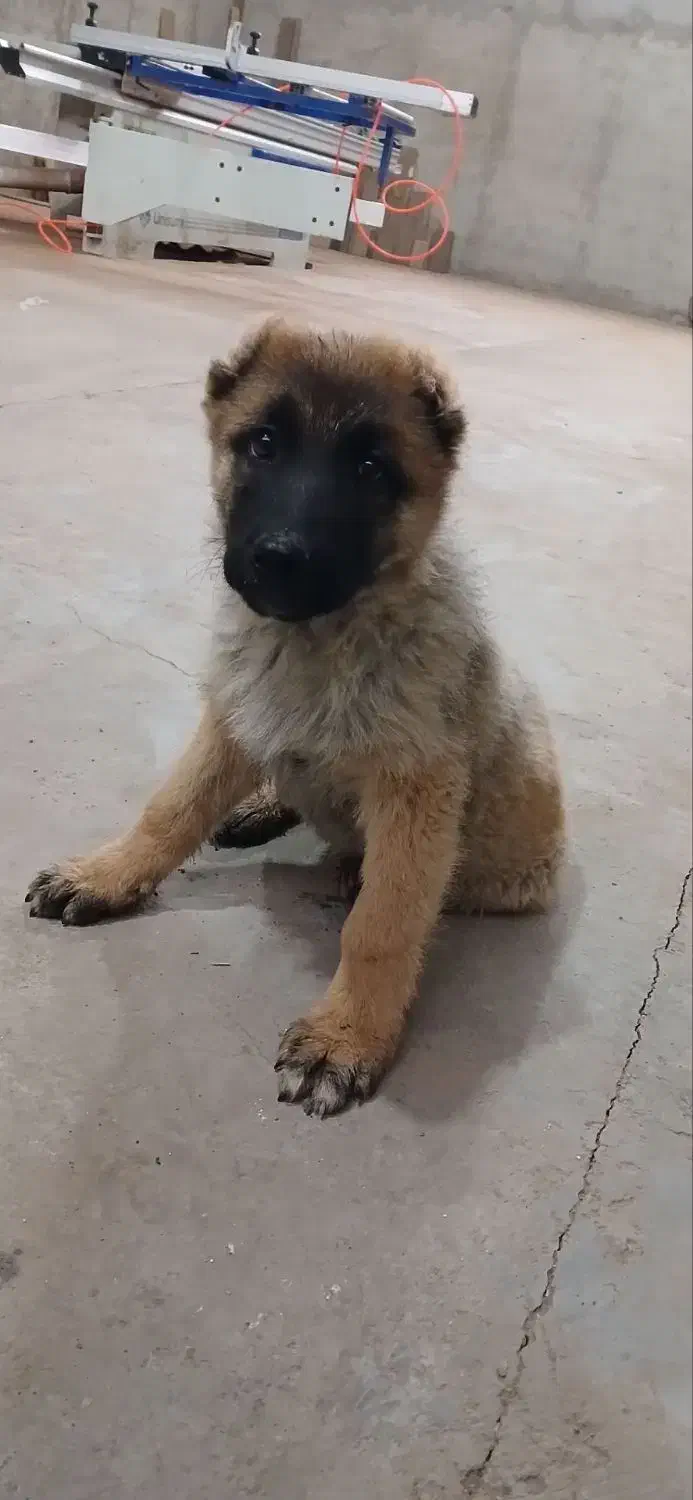 سگ سراب|سگ|رباط‌کریم, شهرک صنعتی سبلان|دیوار