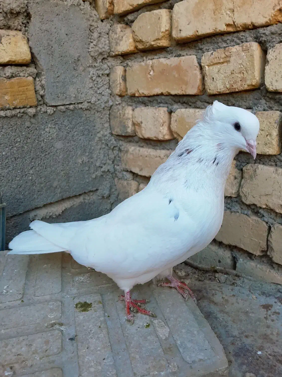 ۳ تا کبوتر سیاتی کرز و سمن|پرنده|ماهیدشت, |دیوار