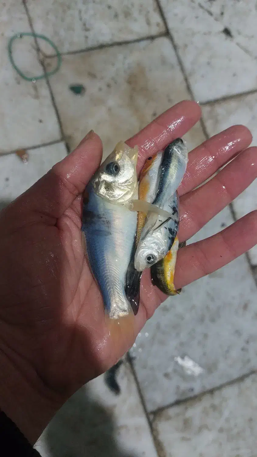 ماهی کوی دو تا پنج بند|ماهی|اصفهان, کارلادان|دیوار