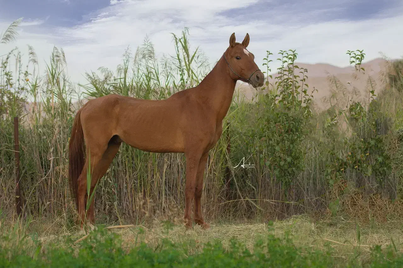 اسب دامداری سوارکاری|اسب و تجهیزات اسب‌سواری|رباط‌کریم, رباط‌کریم|دیوار