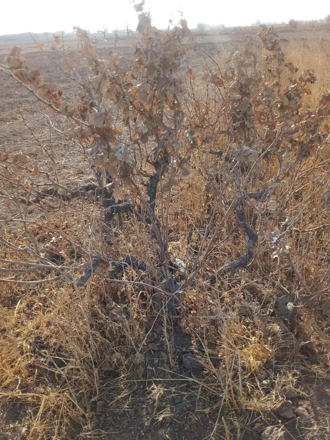 هیزم بوته انگور|خدمات باغبانی و درختکاری|دشتابی, |دیوار