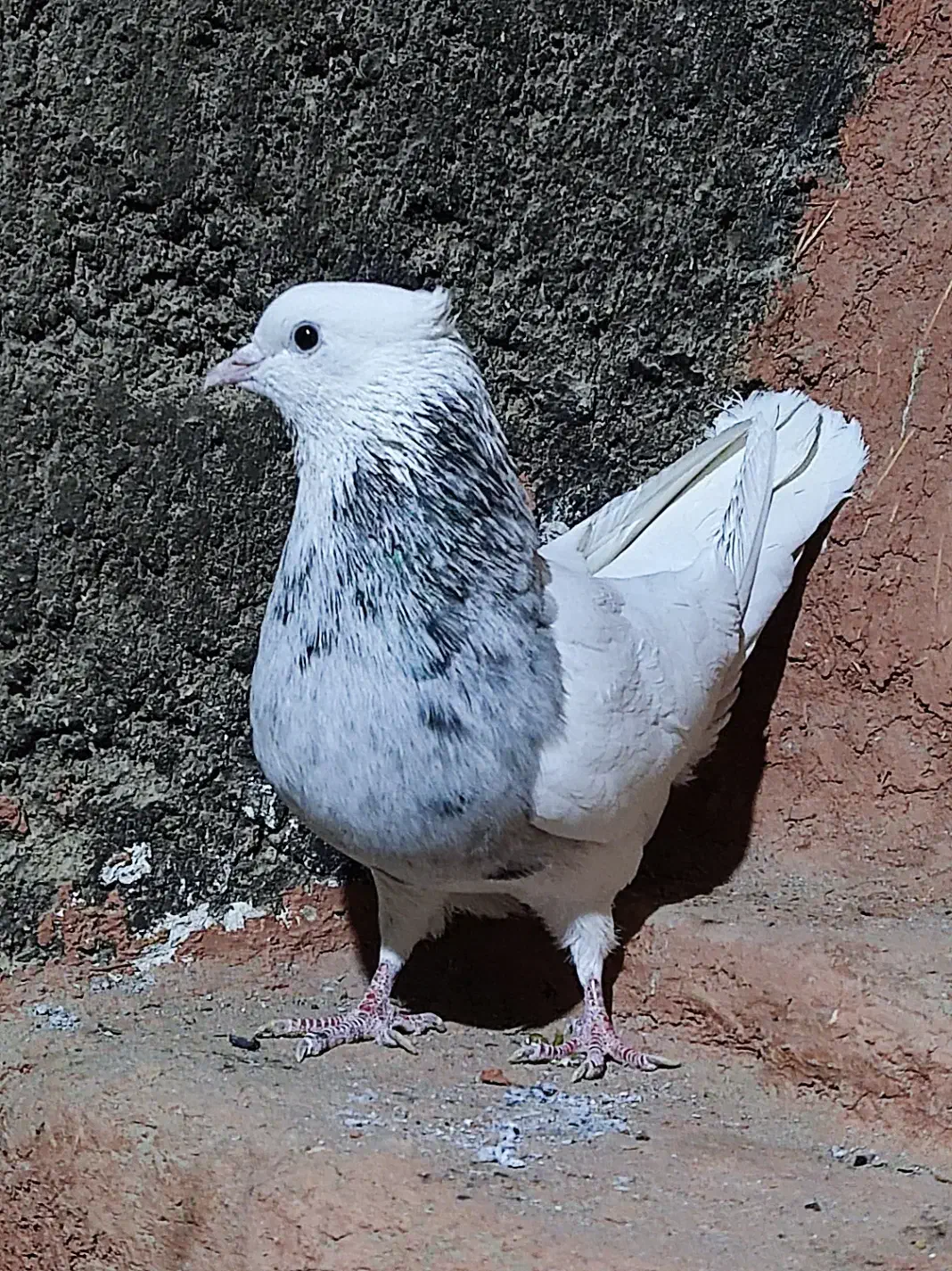 طوقی|پرنده|اقلید, |دیوار