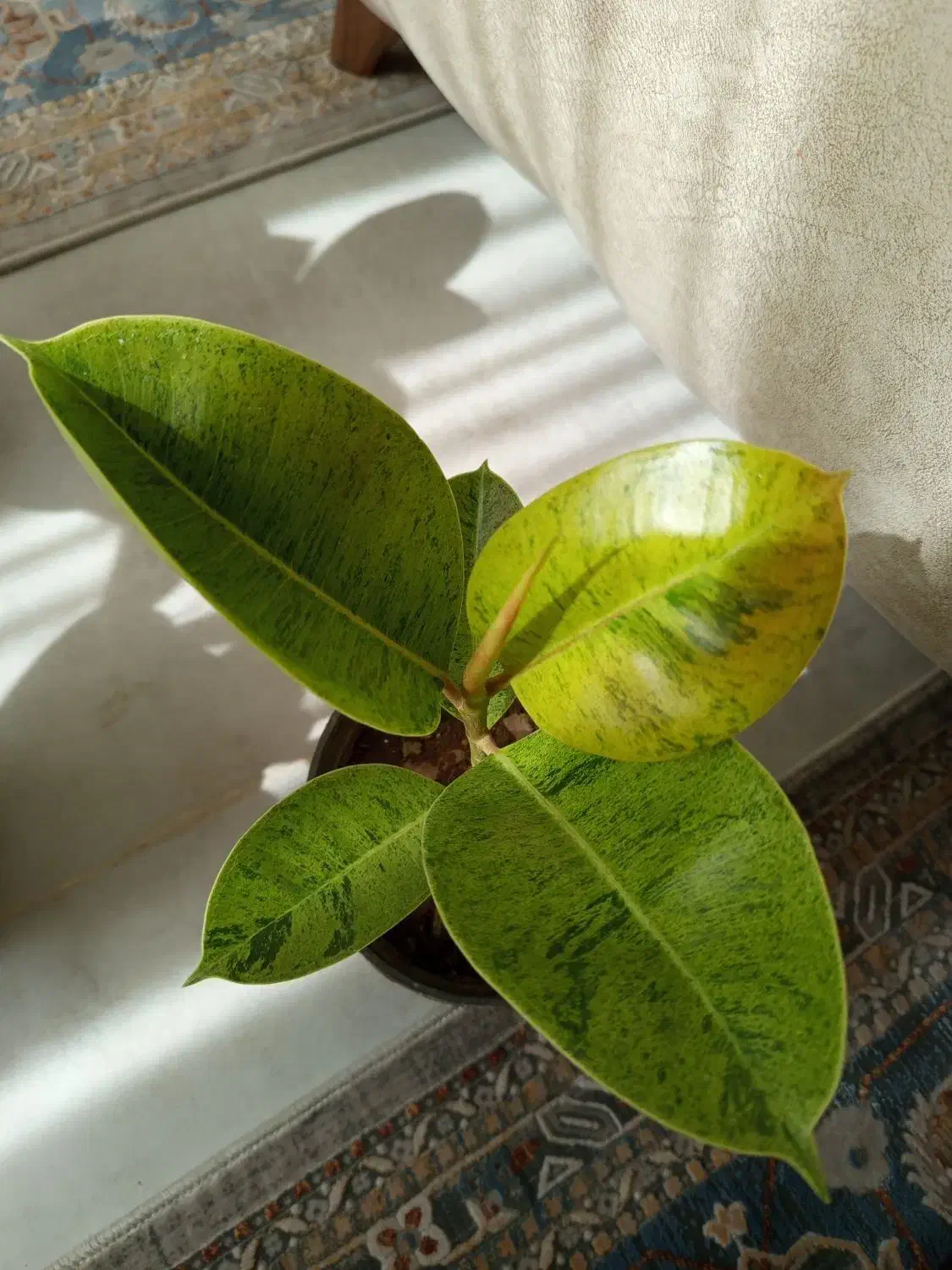 انواع گلهای اپارتمانی|گل و گیاه طبیعی|شاهین‌شهر, شهرک هشت بهشت|دیوار