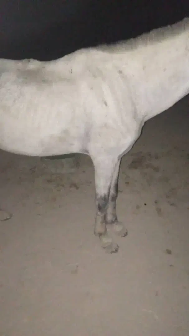 اسب نریان|اسب و تجهیزات اسبسواری|میناب, |دیوار