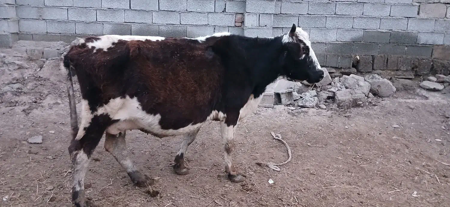 گاو با گوساله ماده|حیوانات مزرعه|پارسآباد, |دیوار