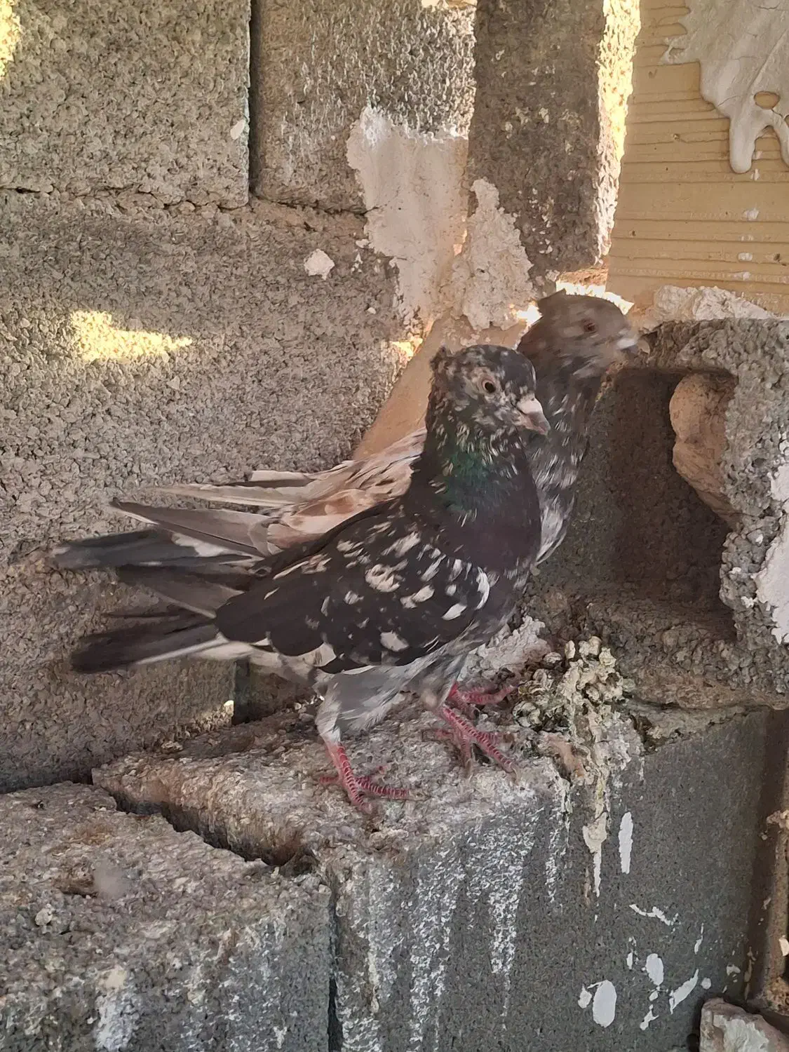 کفتر جفتی|پرنده|صباشهر, |دیوار