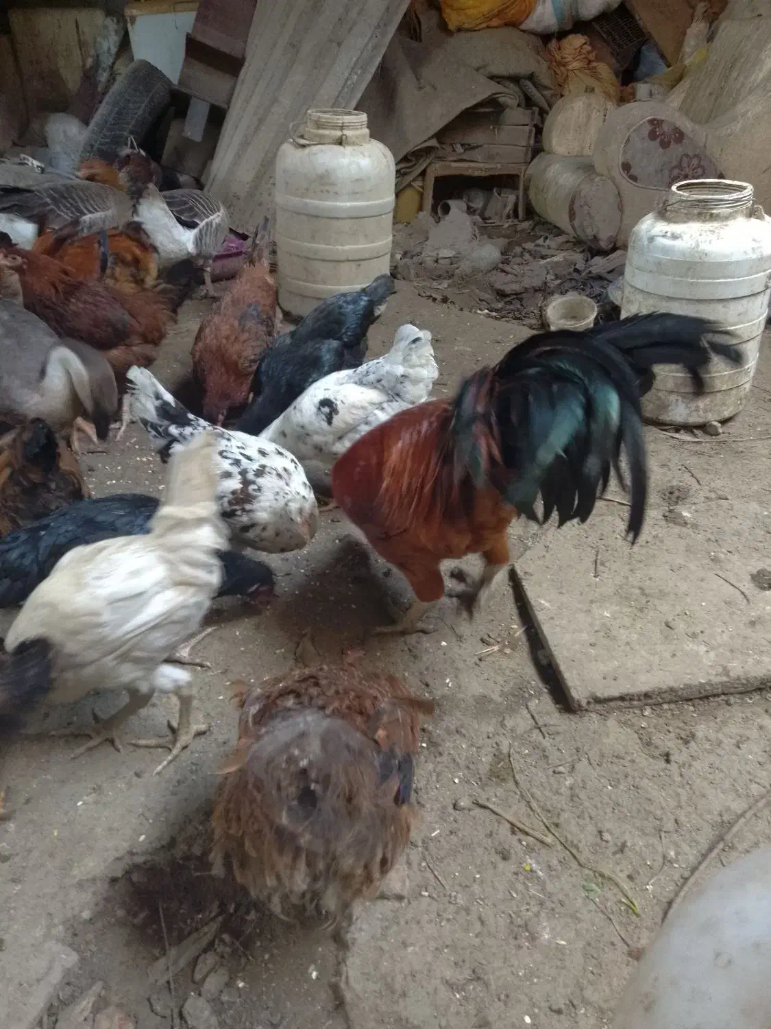 جوجه|حیوانات مزرعه|گرگان, |دیوار