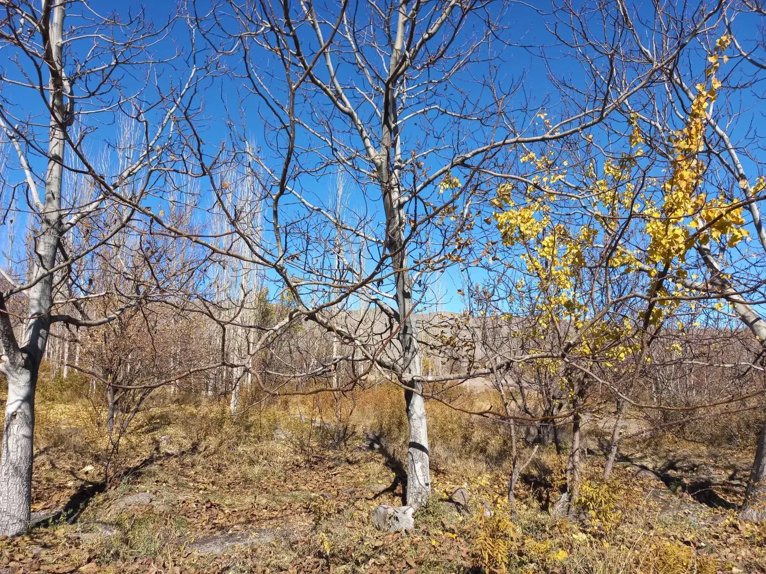 باسلام فر وش زمین کشاورزی|فروش دفتر صنعتی، کشاورزی، تجاری|راین, |دیوار