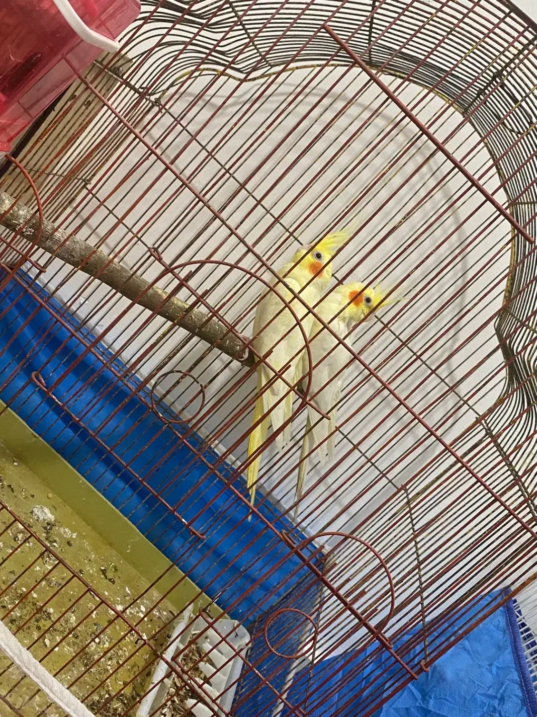 عروس هلندی سخنگو با ۶تا تخم|پرنده|بندرعباس, |دیوار