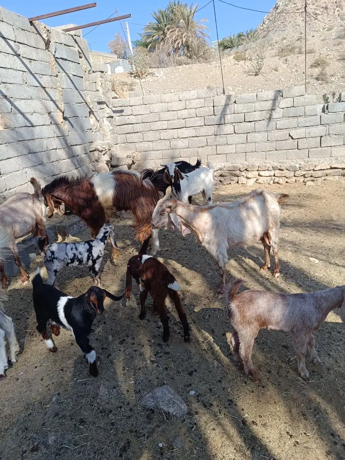 بز پاکستانی|حیوانات مزرعه|منوجان, |دیوار