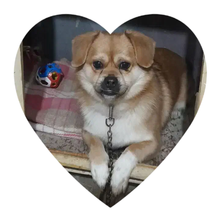 سگ پاکوتا|سگ|خواجه, |دیوار