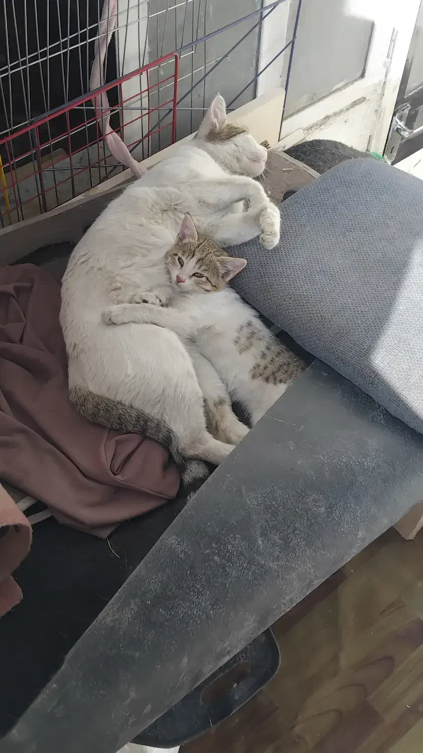 واگذاری گربه مادر و بچه|گربه|خرم‌آباد, |دیوار