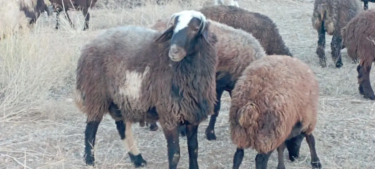 قوچ|حیوانات مزرعه|فریدونشهر, |دیوار