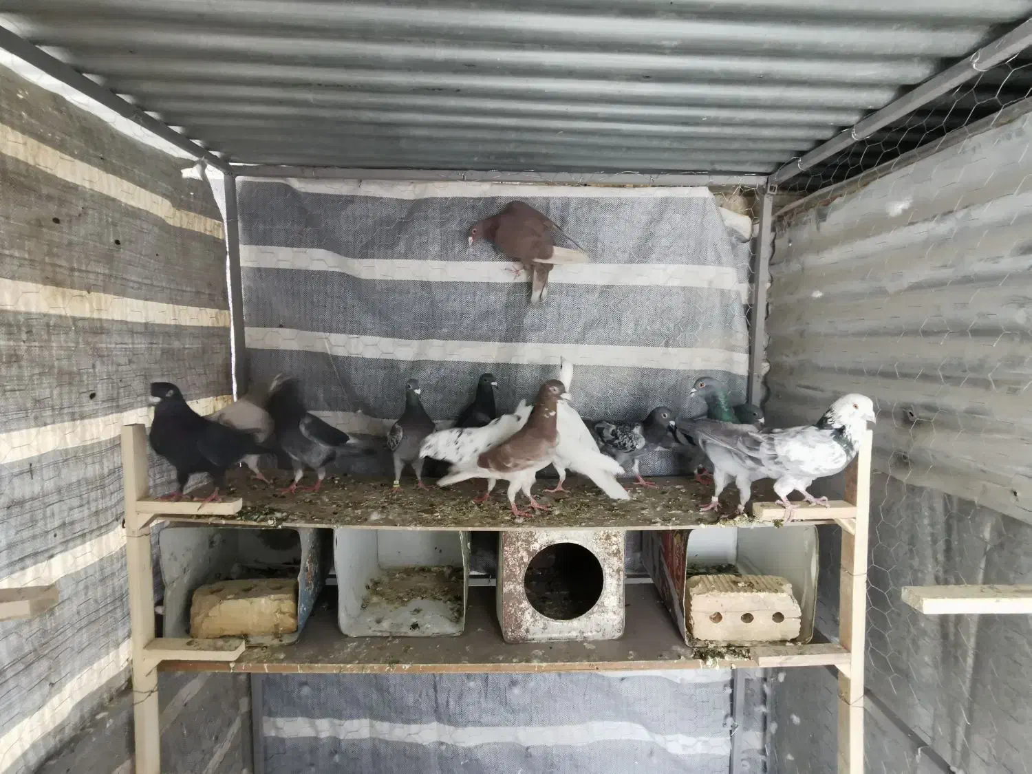 کبوتر پلاکی سبز و سرور کوهی|پرنده|شیراز, دشت چنار|دیوار