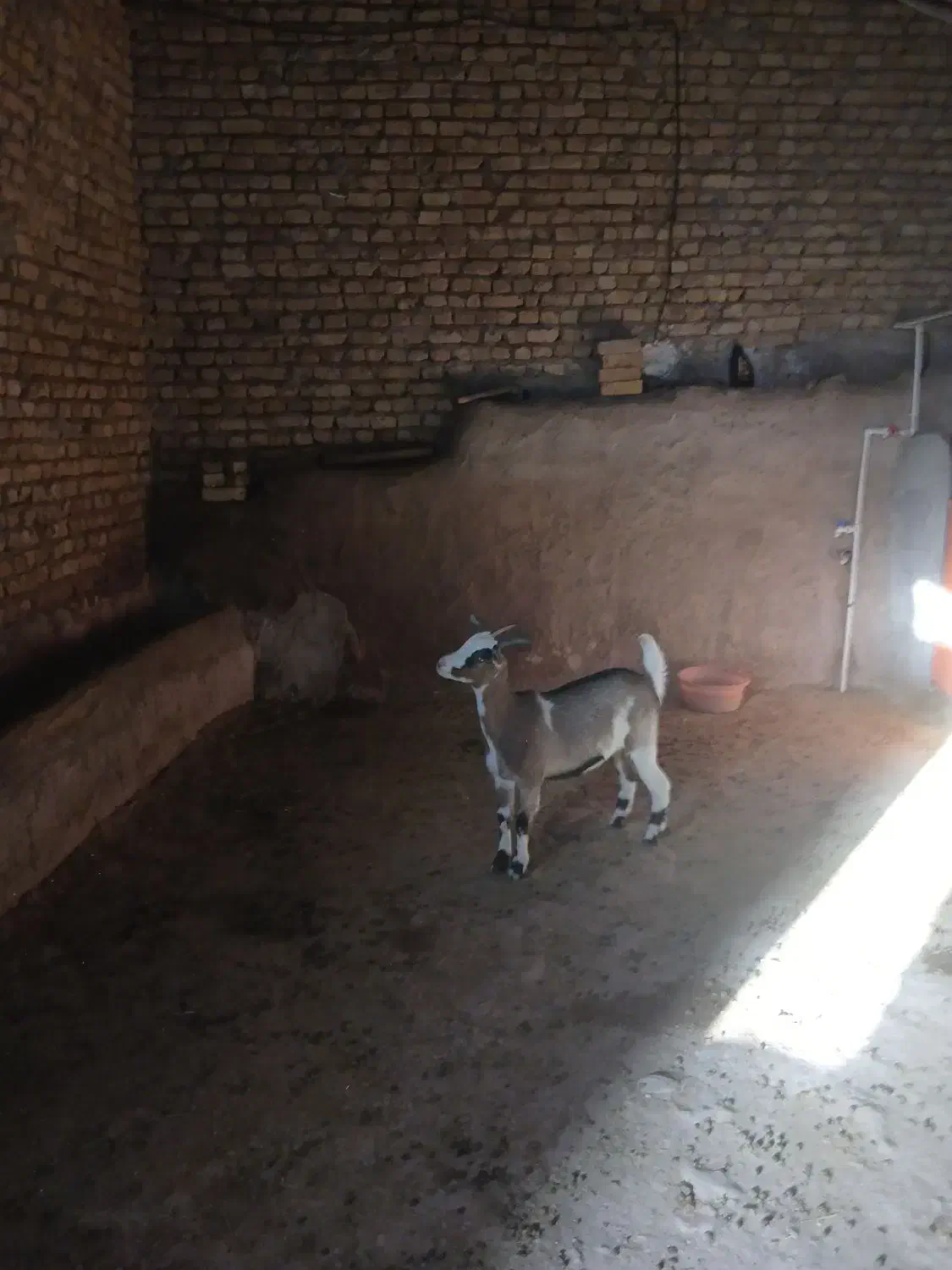 آل پاین|حیوانات مزرعه|قوچان, |دیوار