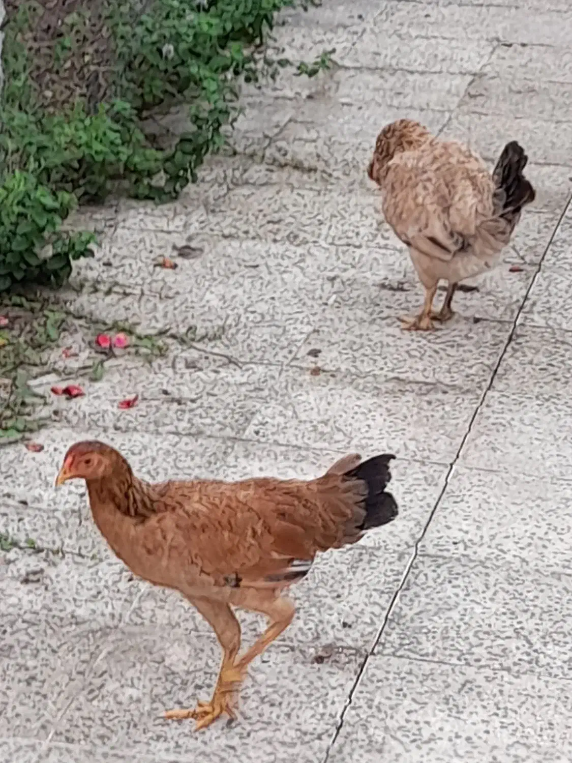 نیمچه مرغ وخروس فروشی|حیوانات مزرعه|سنگر, |دیوار