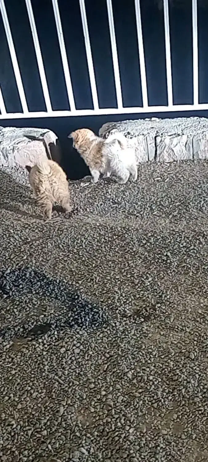 توله قهوه ای سفید هدیه میشع ب مبلغ توافقی|سگ|شیروان (خراسان), |دیوار