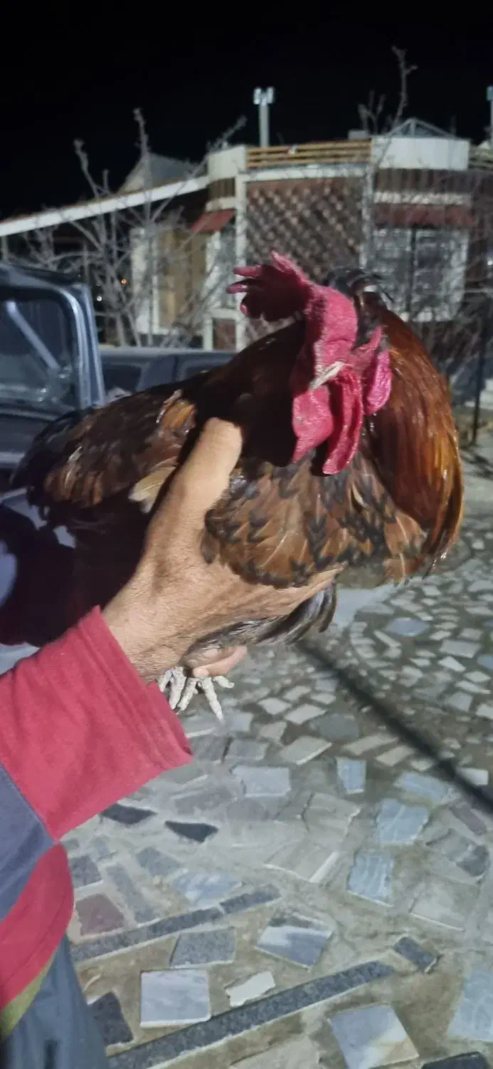 خروس. محلی|حیوانات مزرعه|شیراز, میانرود|دیوار