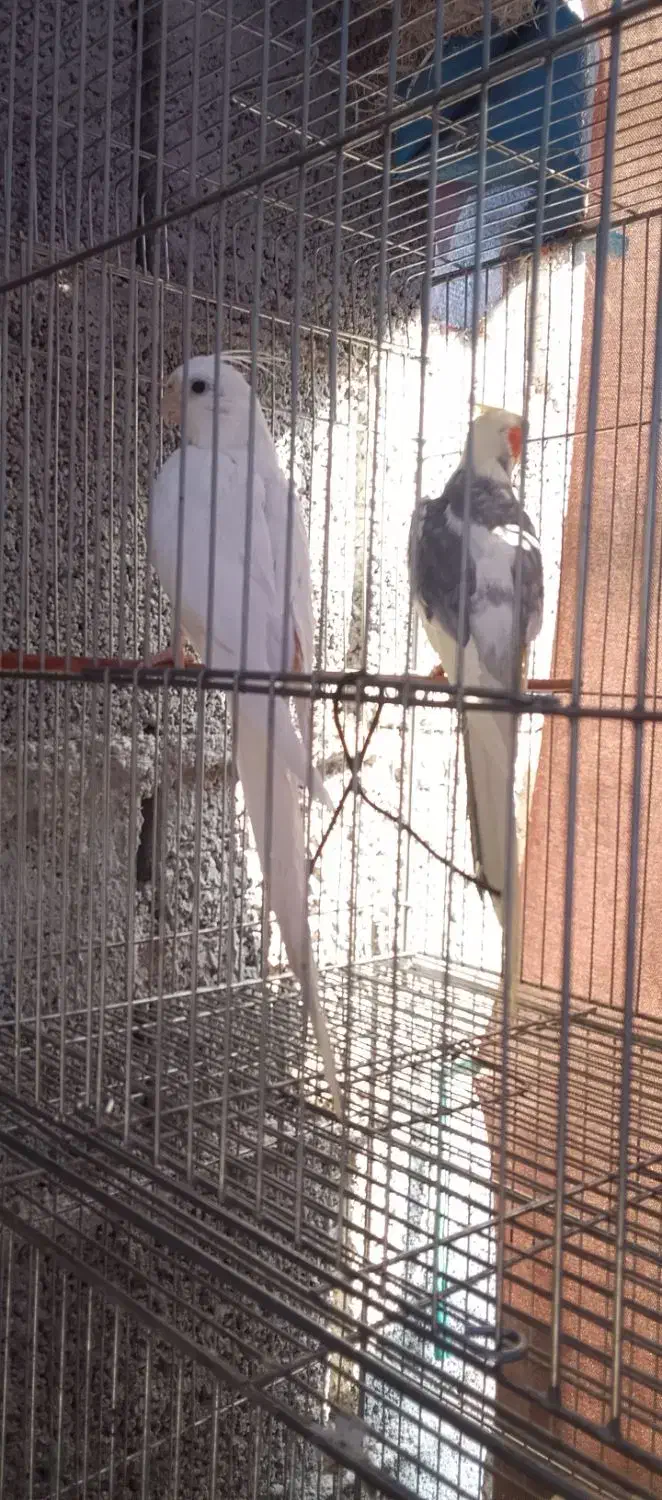 فروش با معاوضه،اب پخش هستم|پرنده|آبپخش, |دیوار